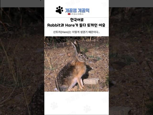한국어로 Rabbt과 Hare가 둘다 토끼인 이유