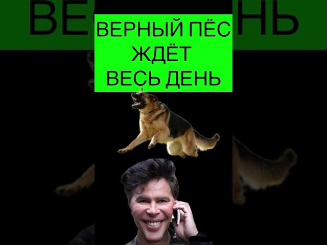 ПРАВИЛЬНЫЙ РАЗГОВОР С МОШЕННИКОМ #мошенники #разводпотелефону #разводилы #обманулинаденьги #пёс