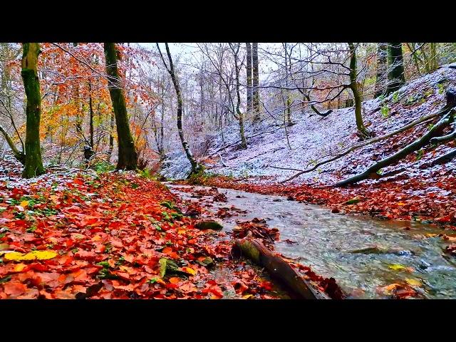 Beautiful relaxing sounds of a stream - stop overthinking, stress relief sounds, calming sounds.