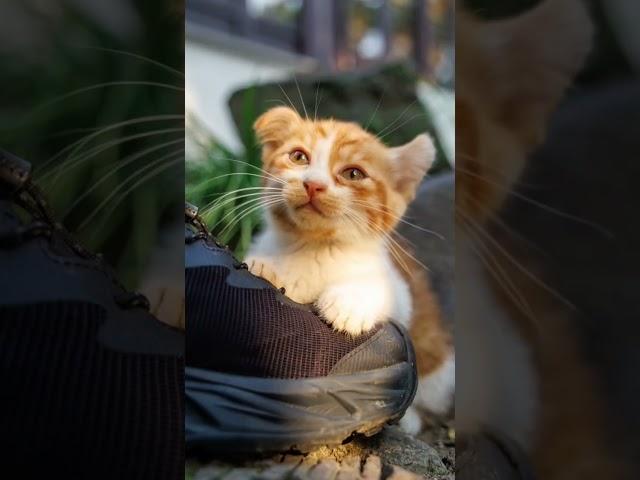 #youtubeshorts #dailydose #explore #shortvideo #quickvids #trending #contentcreator #kids #cat #cats