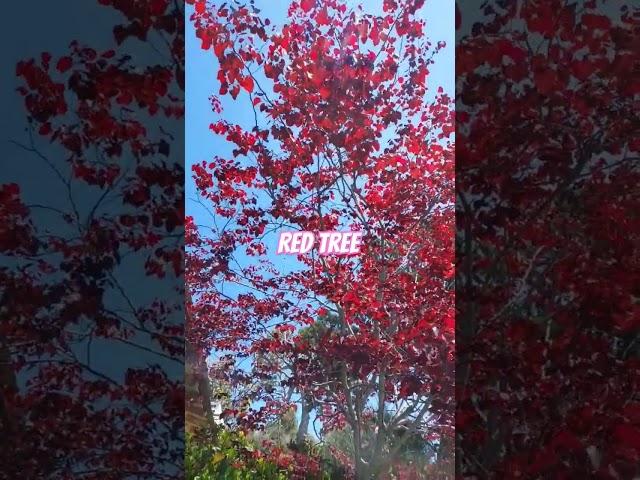 Red Tree Beautiful #california #usa #redtree @izahd #tree #beautiful #ofwhongkong #ofwlife