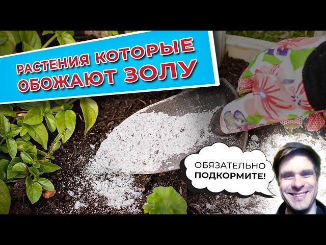 Растения, которые обожают золу. Обязательно подкормите!