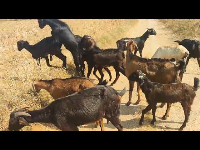 first time bakri meeting pahli baar goat crossing goat meeting