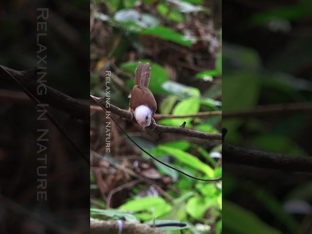 BIRD SOUNDS Chaffinch singing #birds , #birdschirping, #relaxinginnature #nature #relaxing