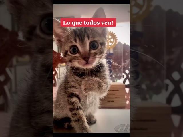 #ups #catslovers #petstory #michi #purina A #solas me #susurra que hacer! #secreto ...