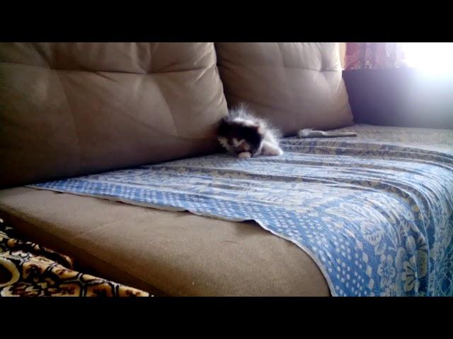 Фрося моя кошка.
