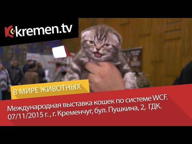 Международная выставка кошек по системе WCF, г. Кременчуг, 07.11.2015 г.