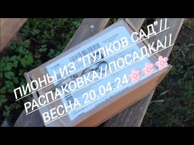 125#Пионы из "Пулков Сад"//Распаковка//Посадка//Весна-2024