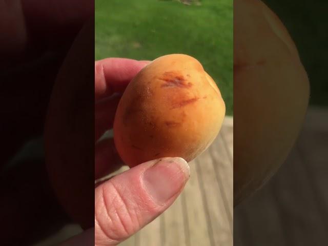 3Mason Signs Symbols  Etched, Burned, Cut into Fruit, Planter, Deck Zerzetzung, JCSO FOIA Lies