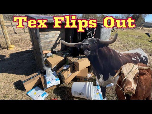 Tex Flips Out