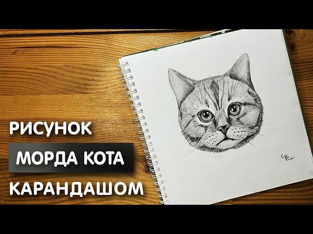 Как нарисовать морду кота карандашом | Рисунок для начинающих поэтапно