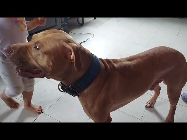 Criando Pitbulls de Linea Game Como Mascota