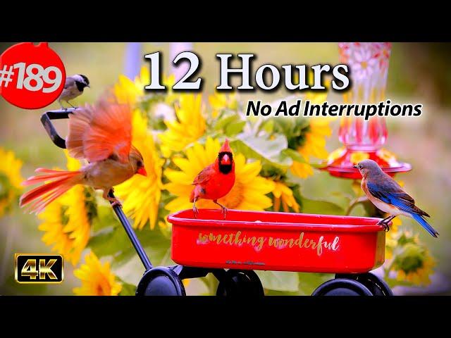 Relaxing TV for Cats 12 Hours of Uninterrupted Birds  Merry Christmas Cat TV