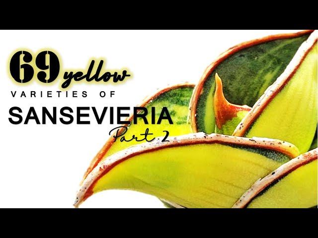 Unique Yellow Sansevierias You Need to Know (Part 2) / Sansevieria / Snake Plants / Herb Stories