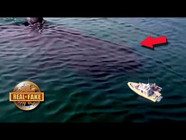 90 FT MEGALODON Caught on Tape?  - real or fake?