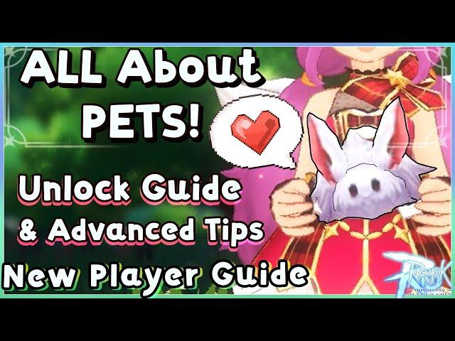 Pets in ROM! ULTIMATE Guide for 2023 [Ragnarok Mobile] #RagnarokMEternalLove