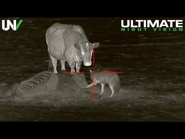 Cattle Rancher has a Big Problem | Hunting Predators with Thermal