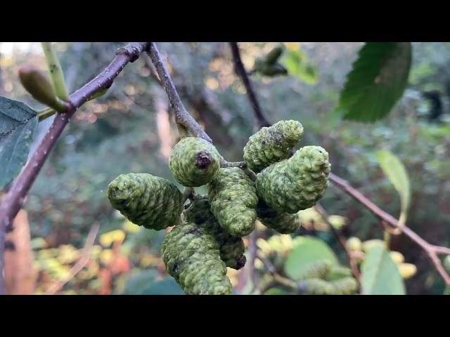 Alnus rubra, Betulaceae