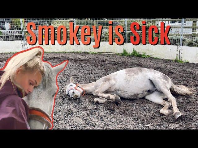 Smokey is SICK... Hospitalised with Colic | Lilpetchannel