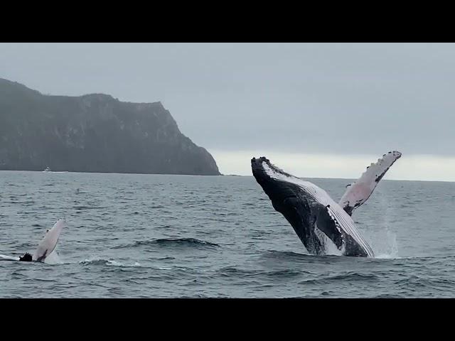 The Whales of Puerto Lopez