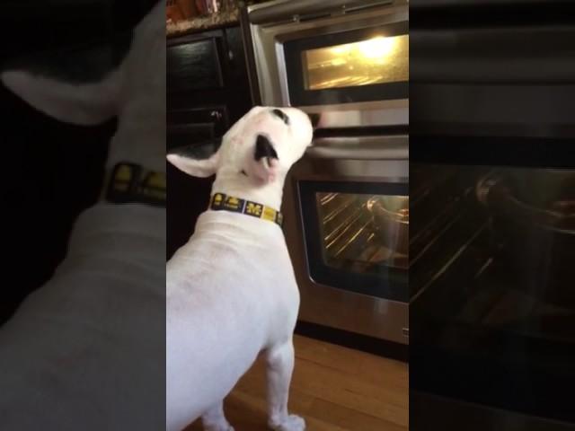 Bismarck watching turkey in the oven