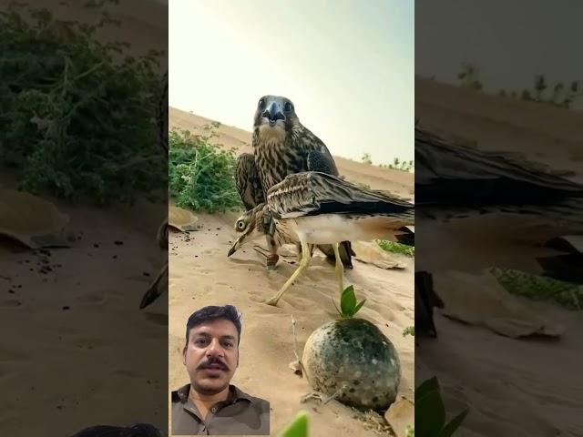 #birds #pcphunters #اكسبلور #birdhunting #hunting #adventureexploring #huntingbirds #explorenow