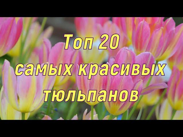 Самые красивые тюльпаны. ТОП 20. 2020/2021