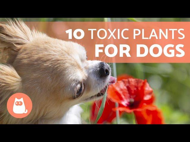 10 TOXIC PLANTS for DOGS and Their Effects   