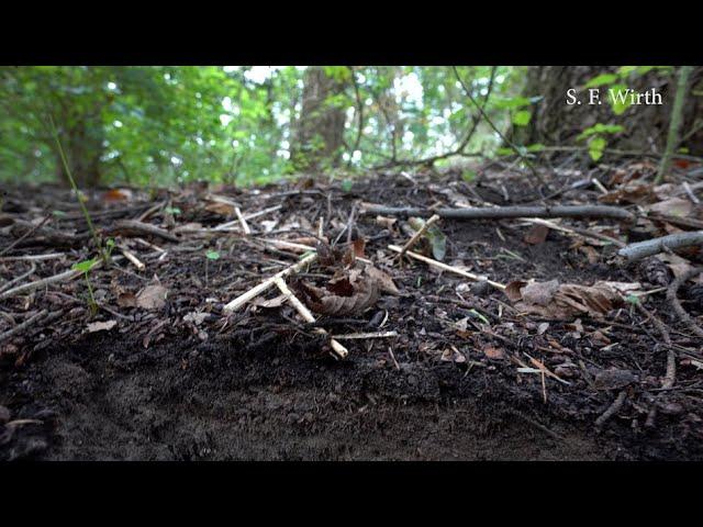 Forest Soil and Soil Surfaces in a Park Area of Berlin