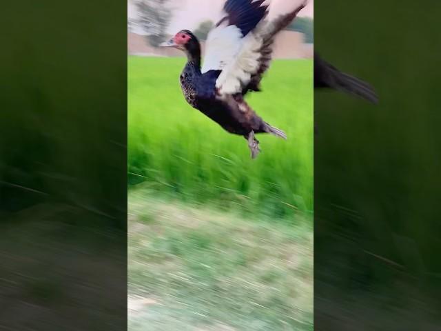 Muscovy duck flying. @flying @ducks @birds @nature @shorts