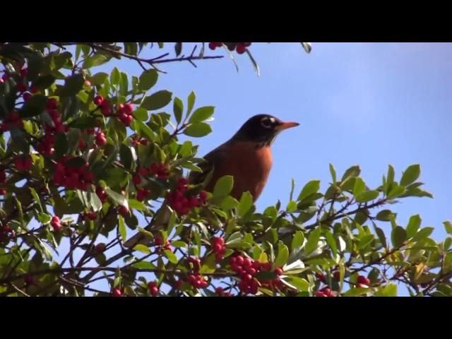 Flock of Robins eating Holly Berries