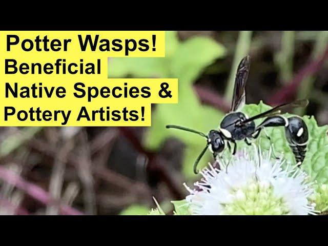 POTTER WASPS! (Eumenes Fraternus) Our Good Friends in the Garden are Great Pottery Artists Too!