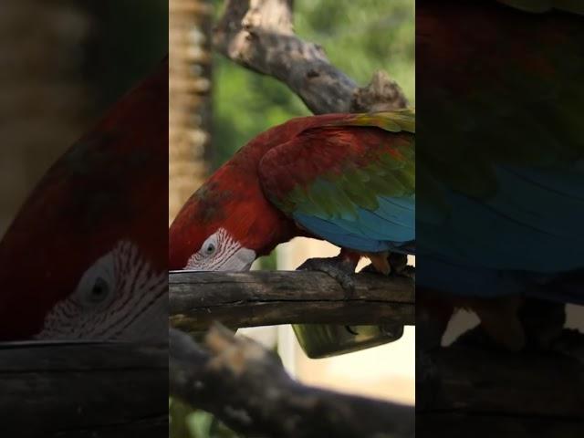 #Parrot #ParrotVideo #TalkingParrot #ParrotLovers #PetBirds #BirdWatching #CuteParrot.