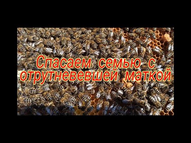 Исправление семьи с отрутневевшей маткой, ранней весной