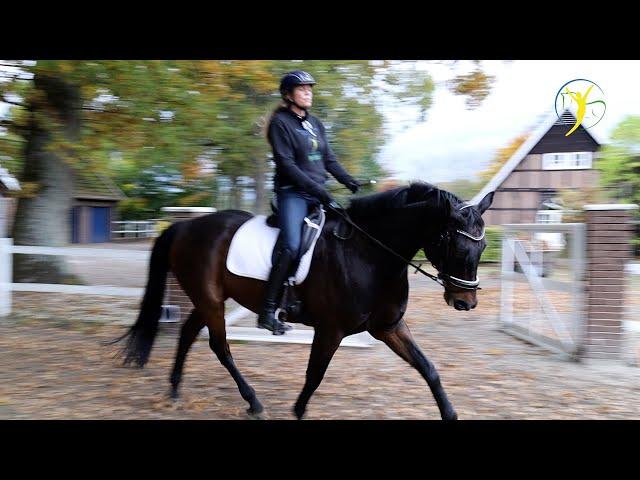 Korrekturreiten - Vorwärts abwärts ans Gebiss reiten