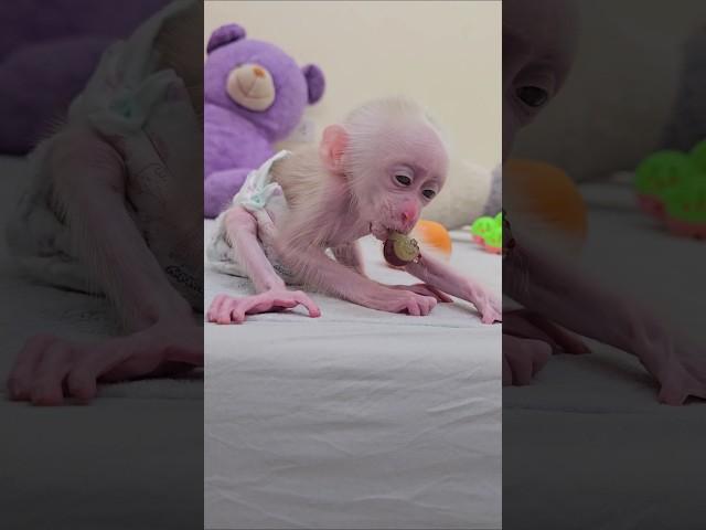 So cute newborn baby monkey #shorts