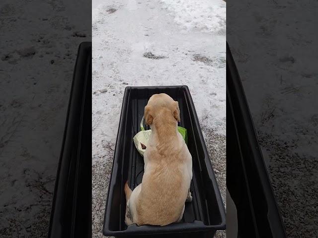 Yellow Lab Sled Dog!