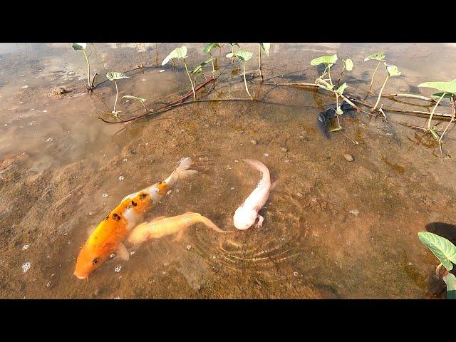 Super Amazing Result With Axolotl| Found Axolotl Black and White Colorful Japanese Koi Oranda Betta