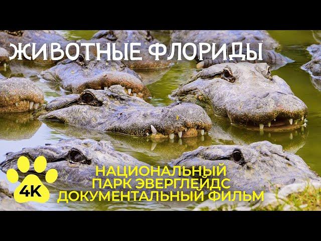 Экзотические животные Флориды - Документальный фильм о национальном парке Эверглейдс в 4К