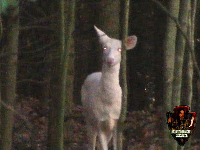 GHOST DEER