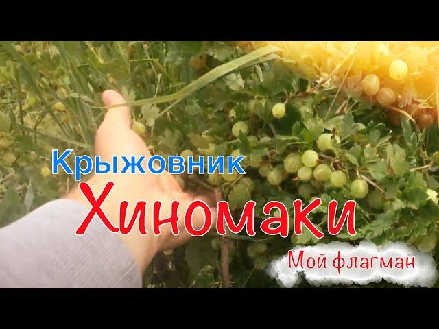 Крыжовник Хиномаки . Флагман , моих крыжовников .