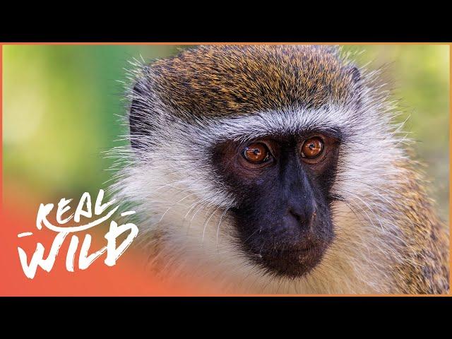 Gang of Monkeys Terrorize Neighborhood | Street Monkeys | Real Wild