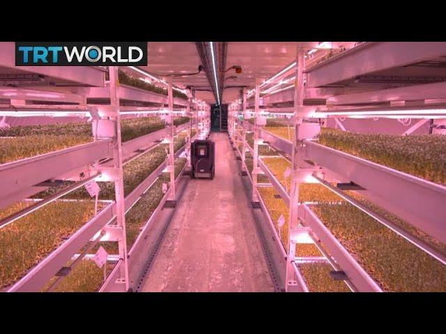 Urban Farming: Micro-farms taking root in London's underground