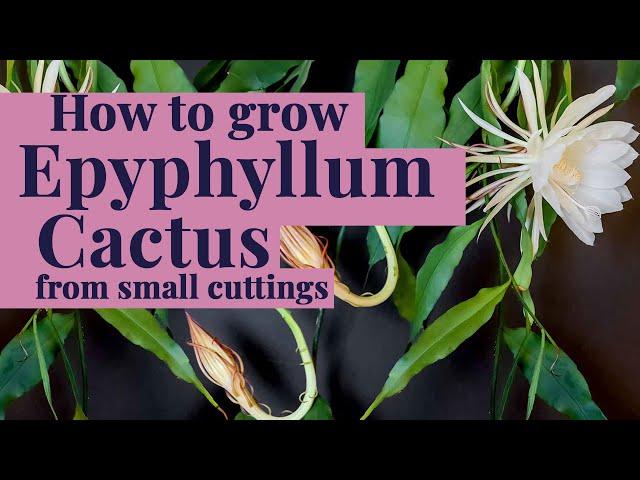 How to grow & care for Epiphyllum - Night Blooming Cactus cuttings