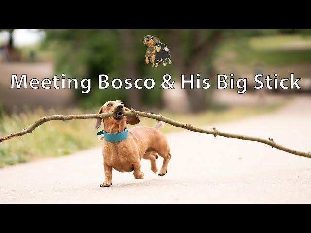 Sausage VLOG 18 - Choco Meeting Bosco & His Big Stick in Hampstead Heath