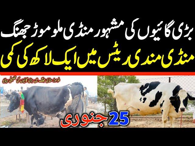 Today Malumor Mandi Jhang Rates Update | Cow Fresh Rates Update | Cow Mandi 2025