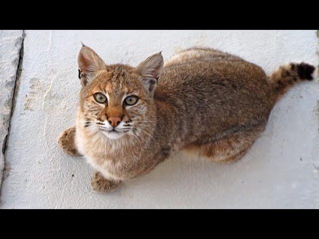 Beautiful Bobcat in our yard as our Cat runs in the house!