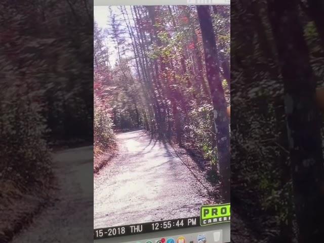 Bigfoot Caught on Camera Messing with Trail Cam!