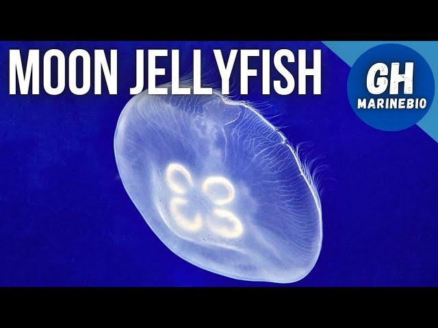 Species Spotlight - Moon jellyfish (Aurelia aurita)