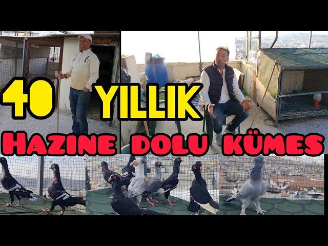 40 yıllık hazine dolu güvercin kümesi Gaziantep'den Mail özcan farkıyla#aksoyfiloelvanguvercinleri